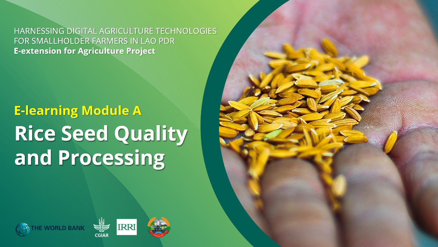 Rice Seed Quality and Processing