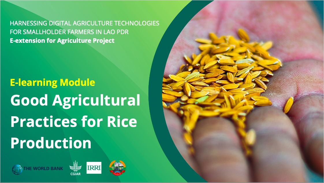 Good Agricultural Practices for Rice Production
