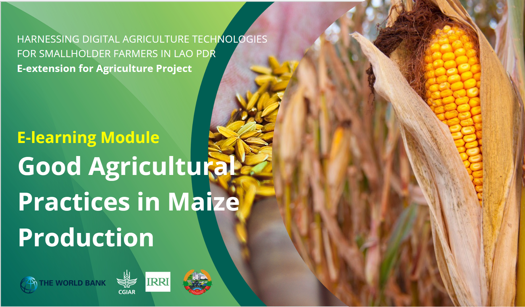 Good Agricultural Practices in Maize Production